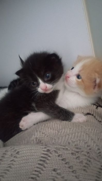 Милые котята. Отдам бесплатно