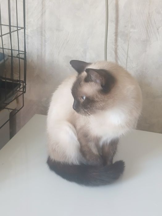 Кошечка Сиамочка дарю