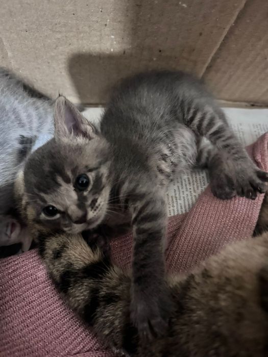 Кошка с котятами