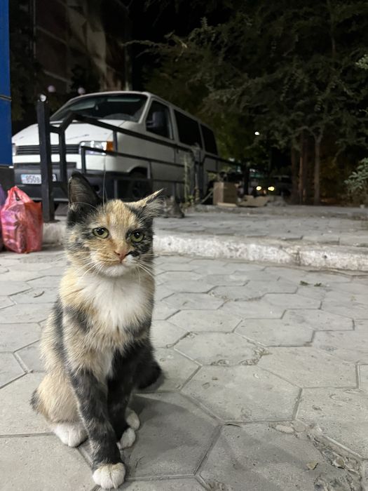 Бесплатно в добрые руки