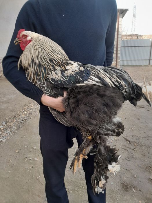 Brama xoʻrozlar sotiladi 250 kami bor