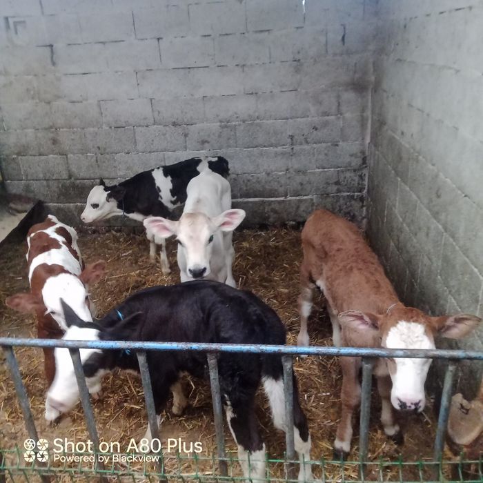 Vând 5viței de lapte