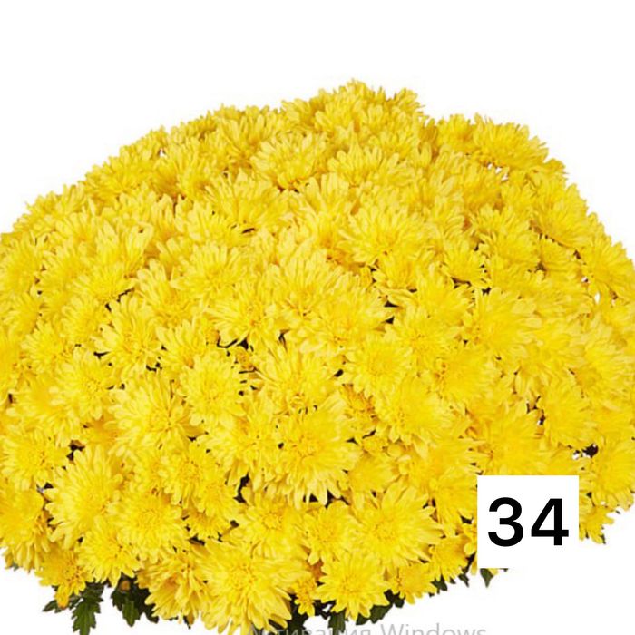 Хризантема мультифлора и крупноголовая