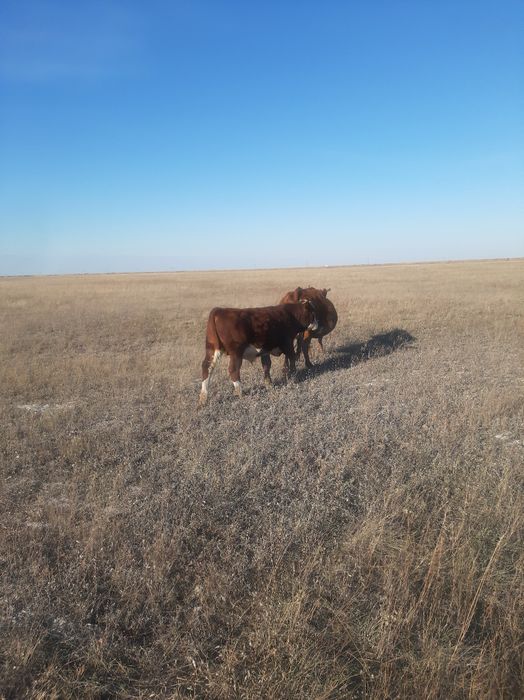 Подсос бызаулар сататын