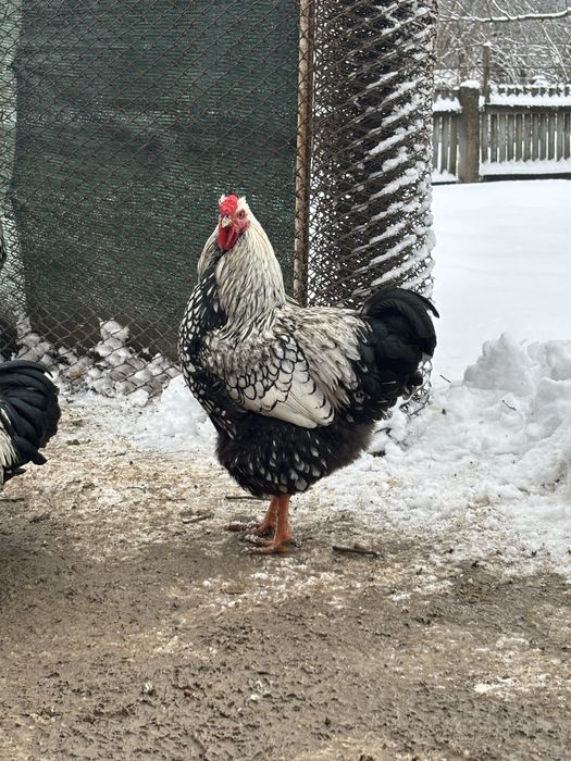 Vand cocosi si gaini wyandotte argintiu