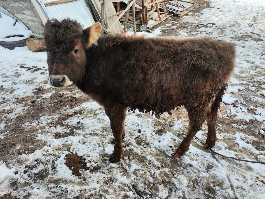 Еркек бұзау,  теленок бычок