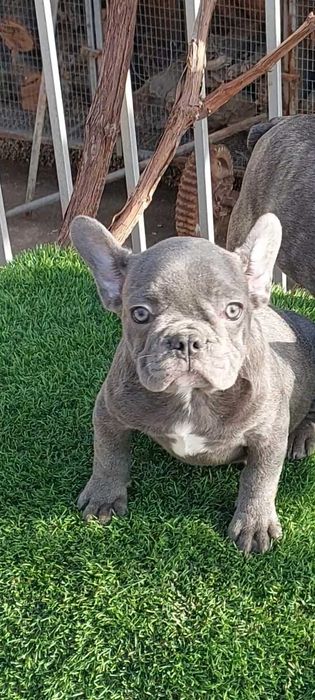 Милые французики