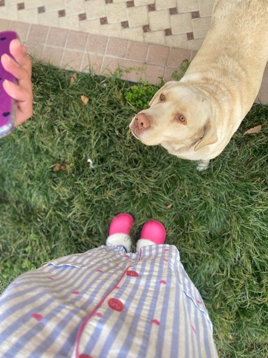 Лабрадор кучук  оргатилган