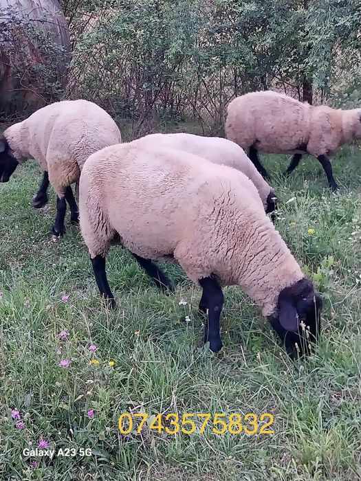 Berbeci Suffolk 1 an si 2 ani