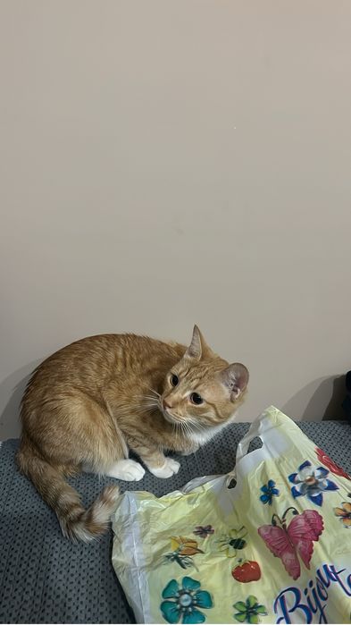 Отдам рыжего кота бесплатно
