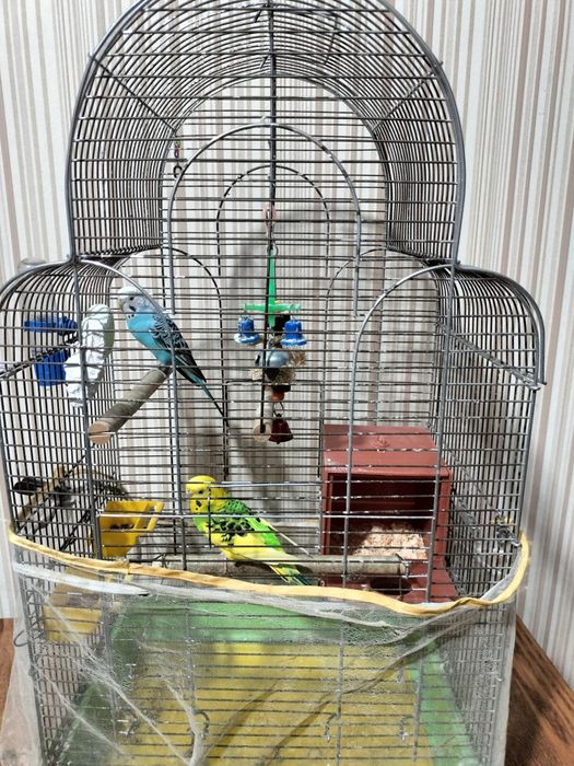 Продам попугаев волнистых