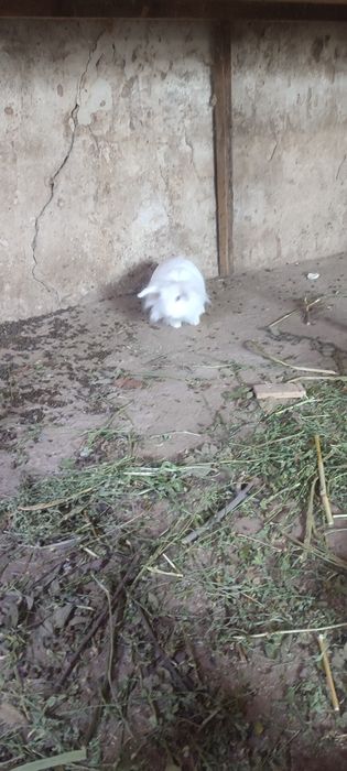 Декоративный кролик