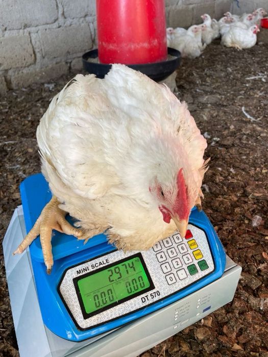 Продам бройлеров