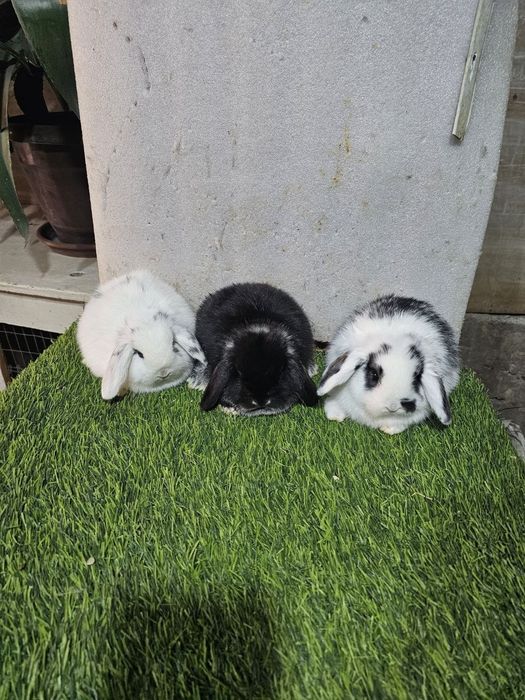 Karlik baran sames, samka