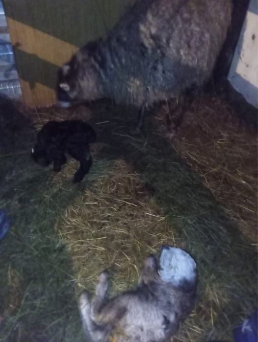 романовский кой қой