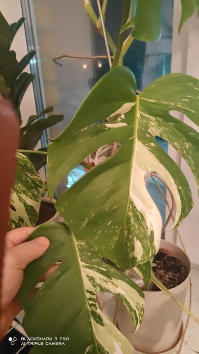 Монстера альба варигантная