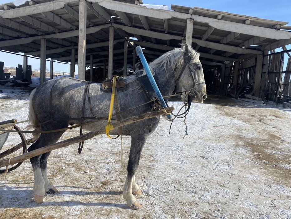 Продам  Орловца!!!