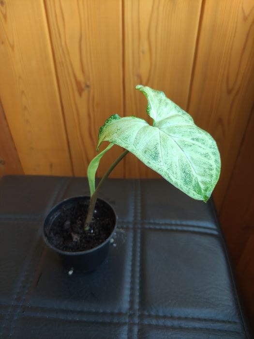 Продам комнатные растения