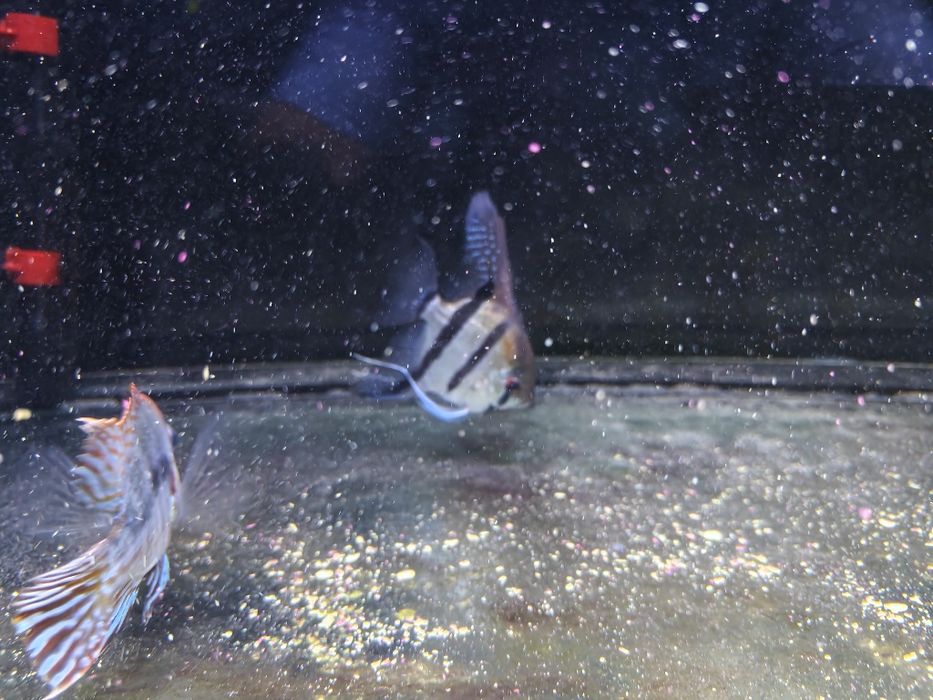 Скалярия Рио Нанай