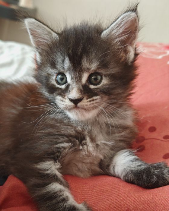 Продаются котята породы мейн кун