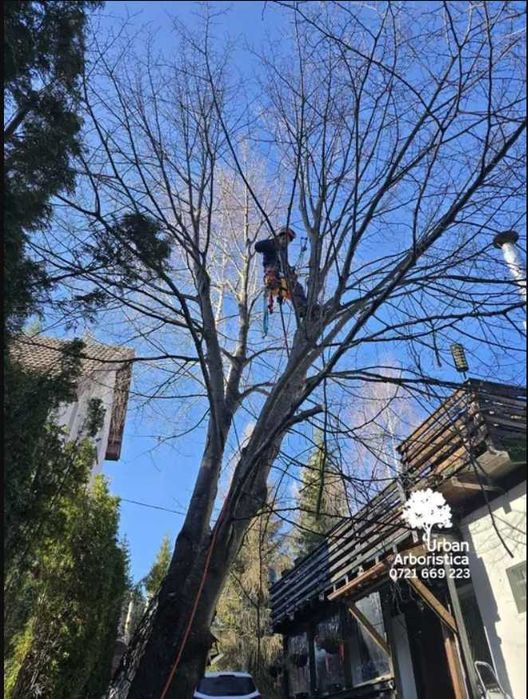 Doborare Taiere Defrisare Copaci Arbori Pomi Cluj Napoca