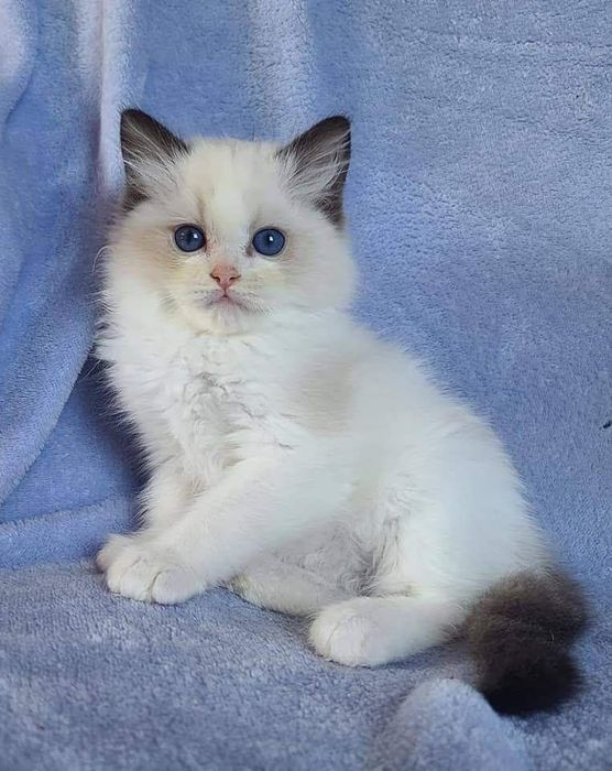 Привозные РЕГДОЛЛЫ!!