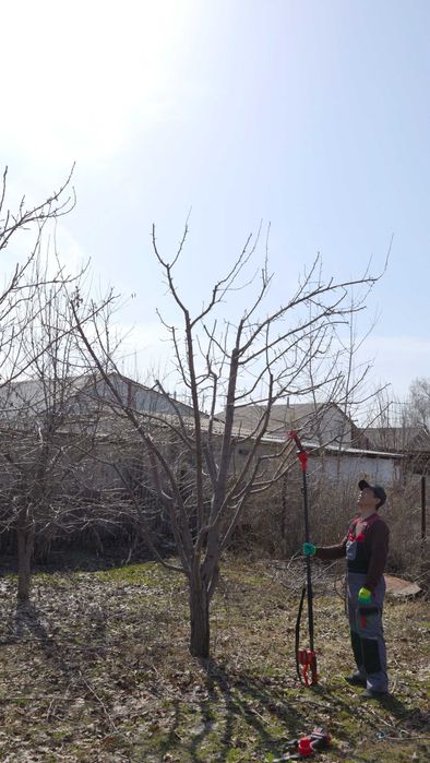 обрезка плодовых деревьев