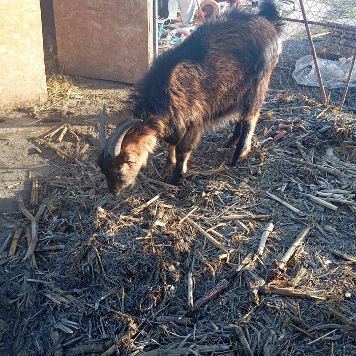 Vand țap alpin francez