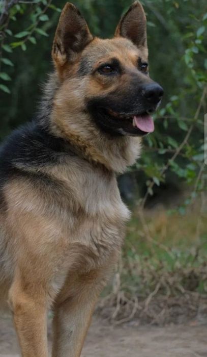 ПороДистЫе и двоРяниНы ждут ЛюбЯщиХ хозЯев