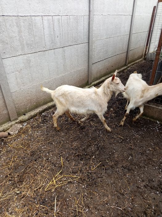 Vând iede de anul trecut și capre