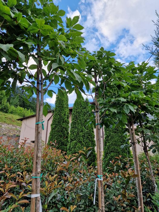 Castan rosu ornamental ( salbatic ) aesculus hippocastanum