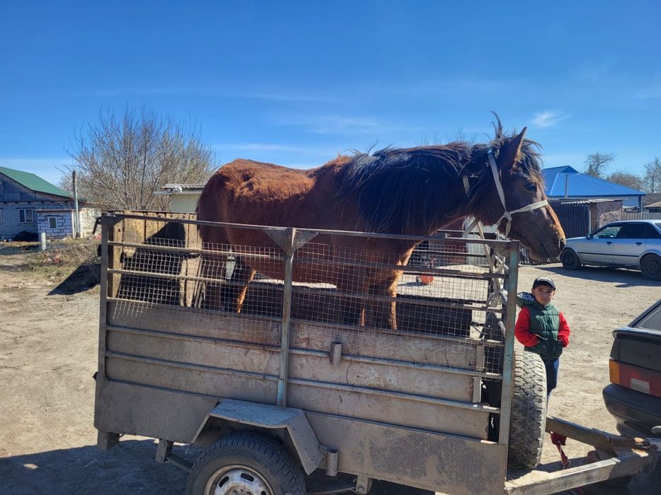 Продам лошадь.  Сатам жылкы