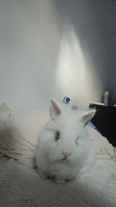 Donez iepuroaica