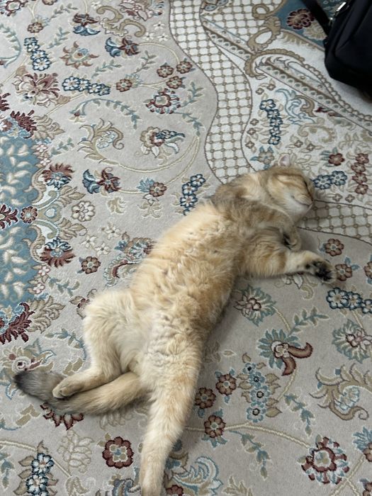 Вязка нашему Симону