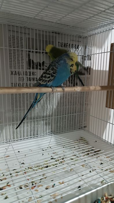 Выставочные чехи попугай