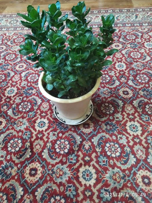 Каланхоэ.   Цветок очищения воздуха.