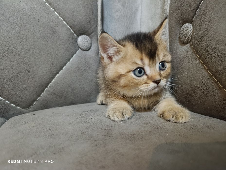 Котята британцы  и шотландцы