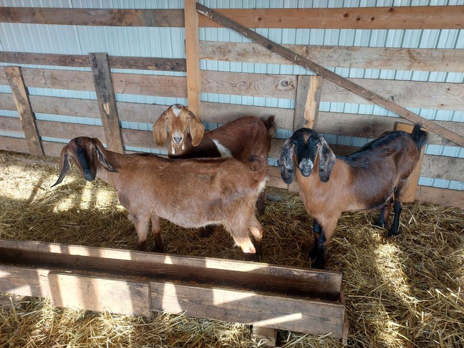 Vând 3 capre anglonubiane