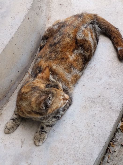 Отдам кошку в добрые руки