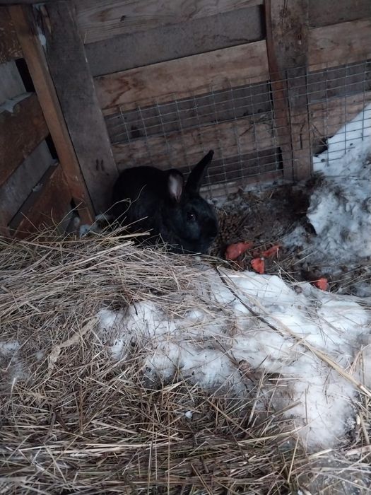 Продоется кролики