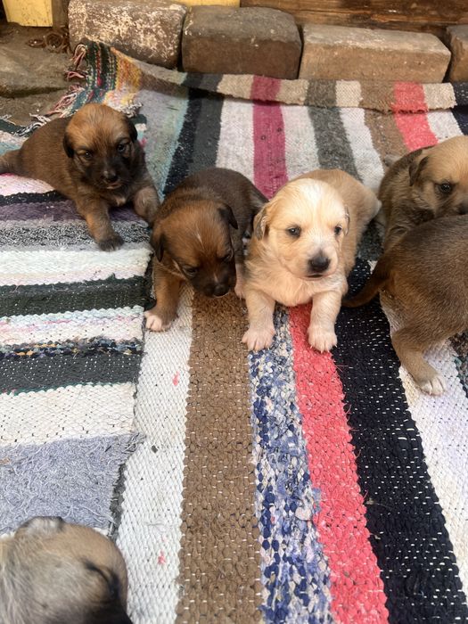 Dau căței gratuit, iubitorilor de animale!