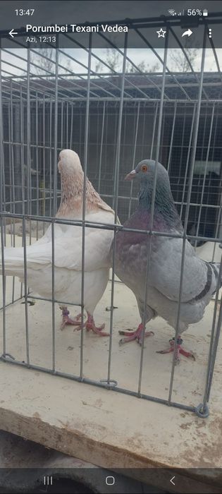 Porumbei Texani 2023