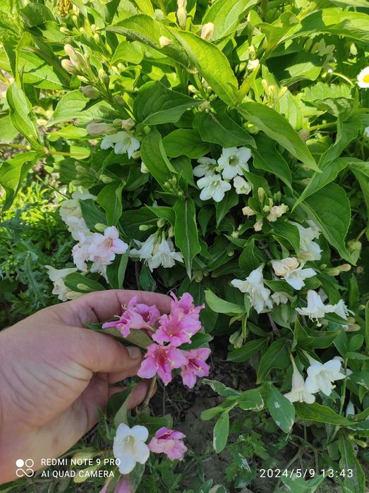 Продам саженцы плодовых деревьев