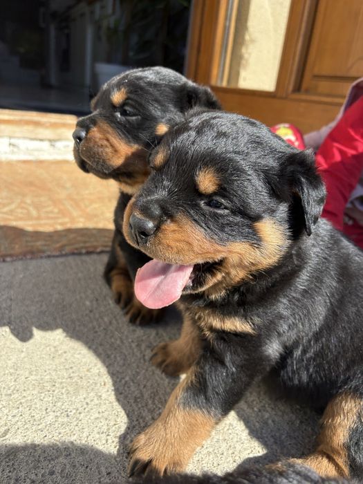 Vand pui rottweiler mascul