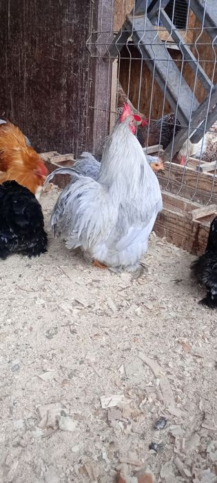 Oua cochinchina pitic