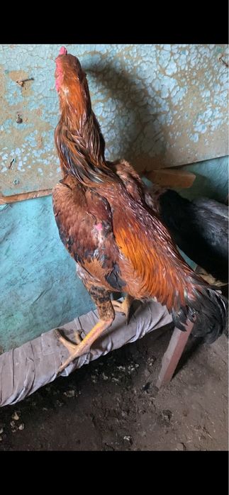 Продам  июньский джужик