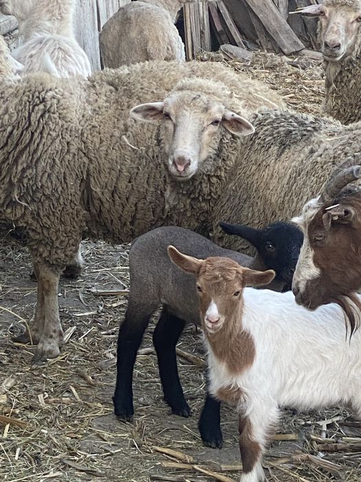 Vand urgent capre si oi