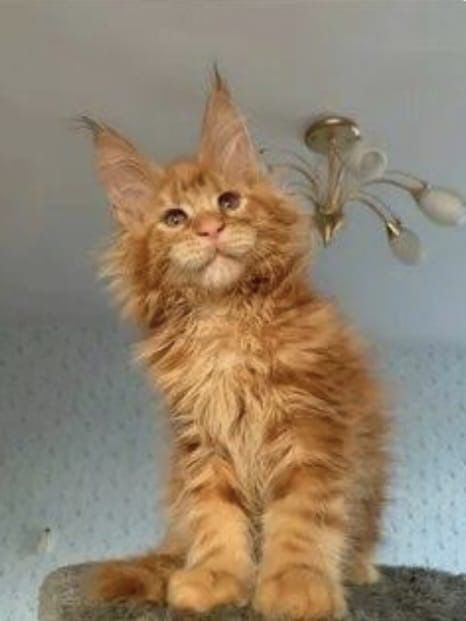Котята Мейн кун