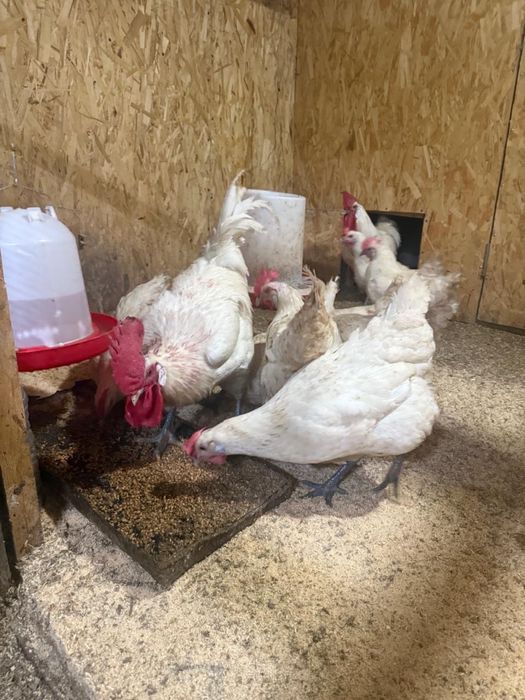 Продам семью Брессгальская 5+1