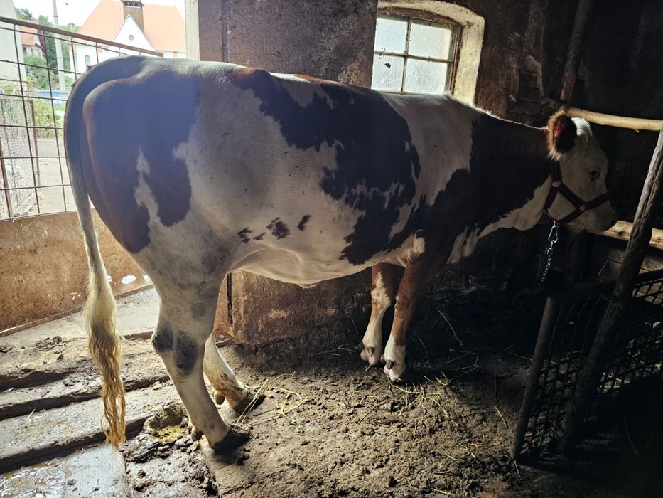 De vânzare junincă Bălțată Românească